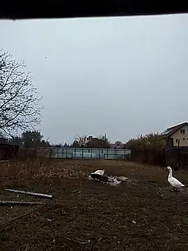 sarpe4 online show from 11/02/25, 06:40