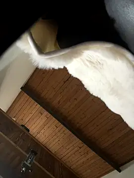 odbodu online show from 11/22/25, 08:51