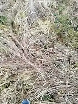 Muzz 2020 online show from 03/17/25, 07:13