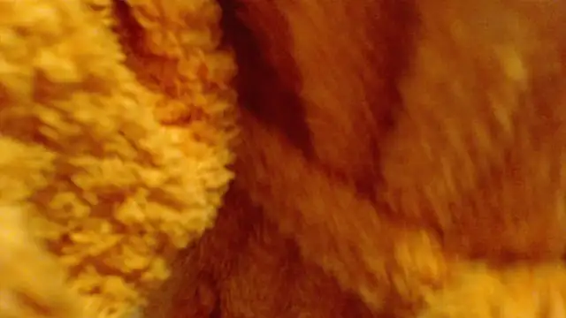 Snapshot of larawet chatting on 02/26/25, 06:48 larawet online show from 02/26/25, 06:48