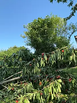Viola Beck online show from 06/27/26, 07:25