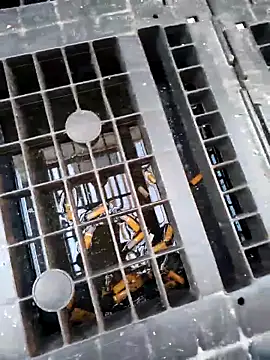 Ethangay online show from 02/25/26, 07:19