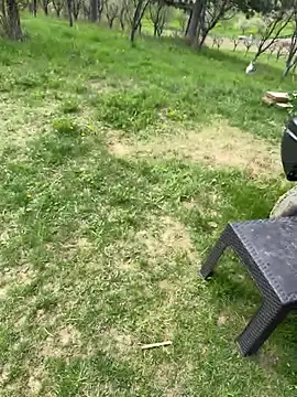 Alimela online show from 04/13/26, 11:58