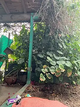 sofy alone online show from 02/02/26, 11:53