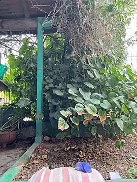 sofy alone online show from 02/05/26, 11:28