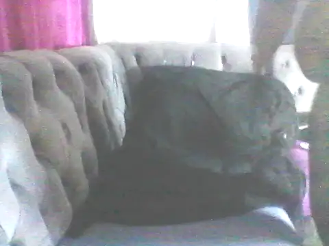 Wanderkid33 online show from 01/17/26, 07:39