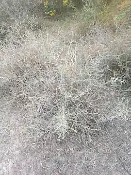 rameshmry1 online show from 03/06/26, 12:11