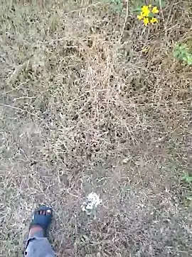 rameshmry1 online show from 03/21/26, 12:20