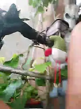 k lebannon online show from 03/09/25, 08:31