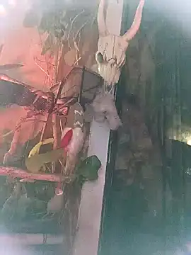 k lebannon online show from 03/09/25, 11:35