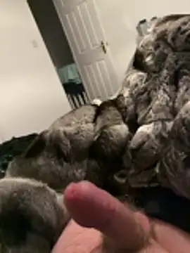 Furdale online show from 11/26/25, 05:24