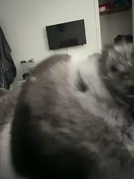 Furdale online show from 09/18/25, 04:32