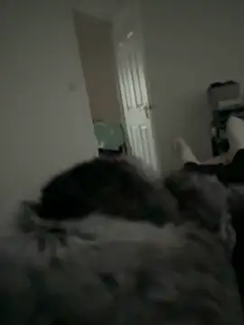 Furdale online show from 02/11/26, 03:34