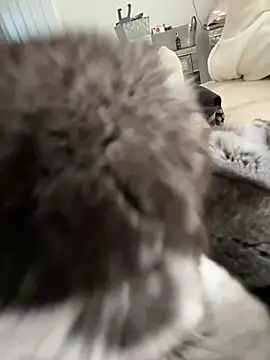 Furdale online show from 03/03/26, 03:30