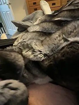 Furdale online show from 03/24/26, 04:18