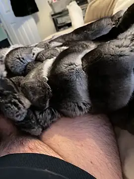 Furdale online show from 02/19/26, 03:31