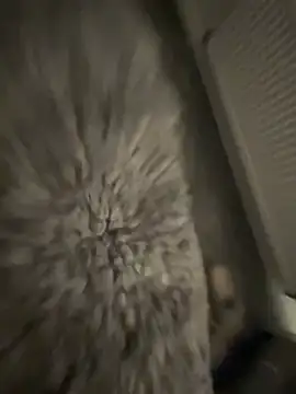 Furdale online show from 01/17/25, 05:19