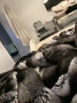 Furdale online show from 02/26/26, 05:24