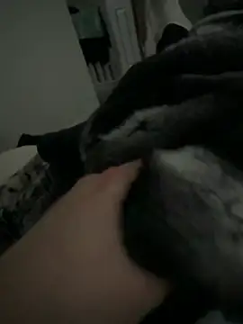 Furdale online show from 02/02/26, 02:49