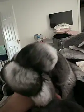 Furdale online show from 11/10/25, 02:44