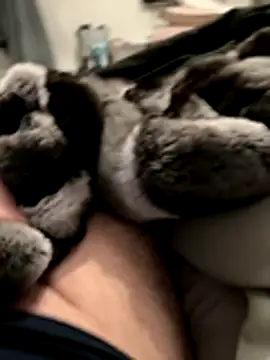 Furdale online show from 11/18/25, 05:16