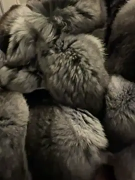 Furdale online show from 02/18/26, 04:58