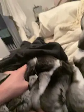 Furdale online show from 02/04/26, 04:35