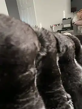 Furdale online show from 02/23/26, 03:56