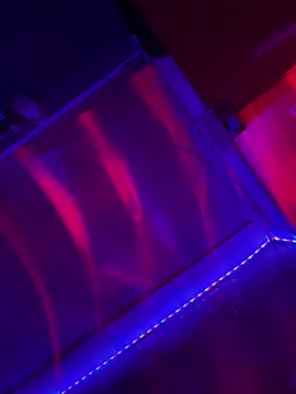 Sanieku online show from 04/13/26, 09:08