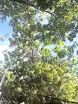 lady-rosse online show from 02/28/25, 02:31