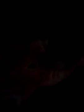 Jeck leo online show from 03/14/25, 06:07
