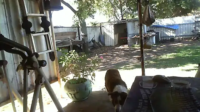 herbie010666 online show from 09/25/25, 05:02