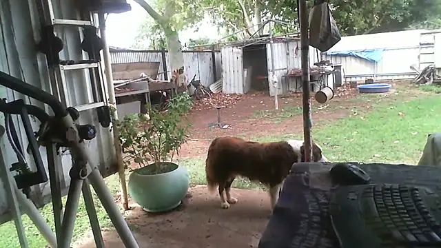 herbie010666 online show from 11/27/25, 04:24