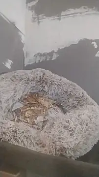 247Srokin online show from 12/19/25, 07:33