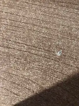 gokhanbey34 online show from 12/21/25, 12:46