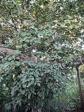 Rinku5553 online show from 09/28/25, 02:07