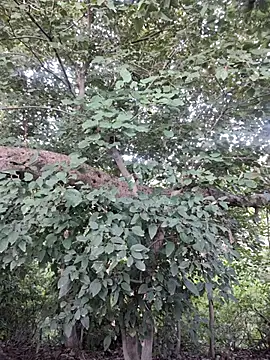 Rinku5553 online show from 10/15/25, 02:32