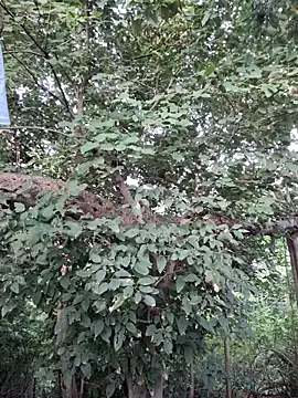 Rinku5553 online show from 09/23/25, 02:18