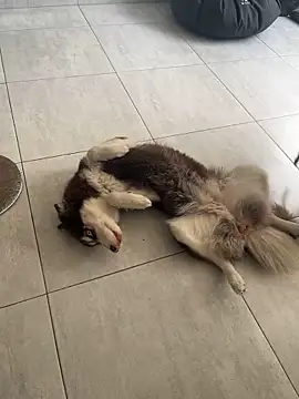 Snapshot of cutesarah_ chatting on 01/26/25, 04:30 cutesarah  online show from 01/26/25, 04:30