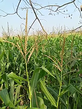 kummuduabbai online show from 04/12/26, 04:05