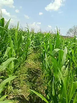 kummuduabbai online show from 03/19/26, 07:41