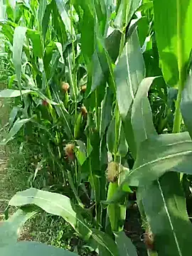 kummuduabbai online show from 03/25/26, 07:52