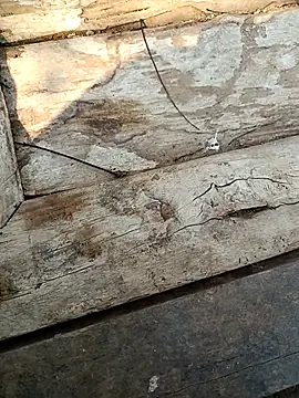 kummuduabbai online show from 03/03/26, 09:27