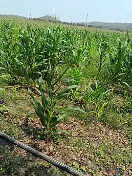 kummuduabbai online show from 03/27/26, 05:38