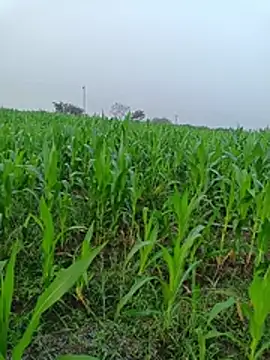 kummuduabbai online show from 03/11/26, 01:10