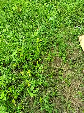 kummuduabbai online show from 09/12/25, 08:25