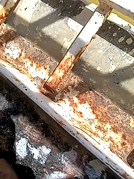 hOrnybOy 369 online show from 11/13/25, 08:07