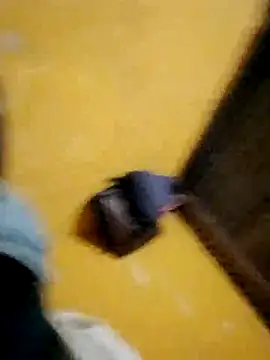 Snapshot of LULE37587001 chatting on 11/16/25, 08:46 LULE37587001 online show from 11/16/25, 08:46