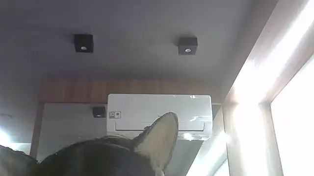 Snapshot of Skinny-Kitten chatting on 06/25/26, 11:32 Skinny-Kitten online show from 06/25/26, 11:32
