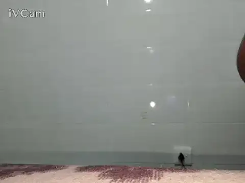 Snapshot of Stormward chatting on 02/24/25, 06:15 Stormward online show from 02/24/25, 06:15